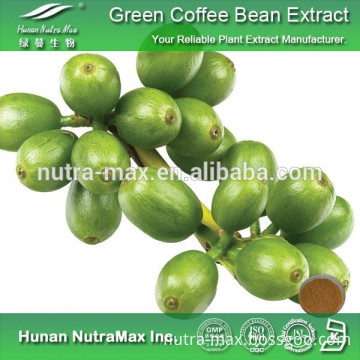 Hot sale Green Coffee Bean Extract Chlorogenic acid 50% Supplier